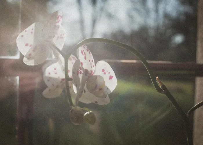 Sokolowiec 31 Sedziszowa